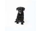 Adopt Sherbet a Black Mixed Breed (Medium) / Blue Heeler / Mixed dog in Playa