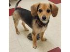 Adopt Rufus a Brown/Chocolate Dachshund / Beagle / Mixed dog in Waynesboro