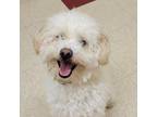 Adopt Barkley a White - with Tan, Yellow or Fawn Poodle (Miniature) / Bichon