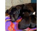 Adopt Zuri a Black Labrador Retriever / Mixed Breed (Medium) / Mixed dog in West