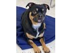 Adopt *Checkers* a Pug / Mixed dog in Salt Lake City, UT (37268544)