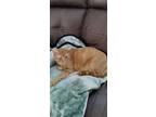 Adopt Fry a Orange or Red Tabby Domestic Shorthair / Mixed (short coat) cat in