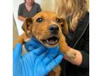 Adopt Sparky 23-01-140 a Australian Cattle Dog / Redbone Coonhound / Mixed dog