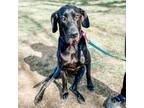 Adopt Skye a Black Great Dane / Mixed dog in Sinking Spring, PA (37268209)