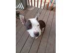 Adopt Nola a White - with Brown or Chocolate American Staffordshire Terrier /