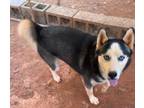 Adopt Chief a Black - with White Husky / Mixed dog in Lagrange, GA (37258748)