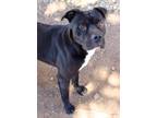 Adopt Gilgo a American Pit Bull Terrier / Mixed dog in San Angelo, TX (37268037)