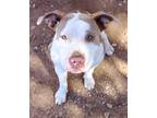 Adopt Callie a White - with Tan, Yellow or Fawn Pit Bull Terrier / Mixed Breed