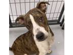 Adopt Daisy a Brindle - with White American Staffordshire Terrier / Mixed dog in