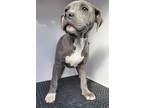 Adopt 52021494 a Gray/Blue/Silver/Salt & Pepper American Pit Bull Terrier /