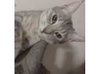 Adopt Strawberry a Gray, Blue or Silver Tabby Domestic Shorthair (short coat)
