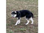 Adopt Lobo a Black - with White Alaskan Malamute / Mixed dog in Newark