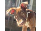 Adopt Kula a Red/Golden/Orange/Chestnut - with White Pit Bull Terrier / Mixed