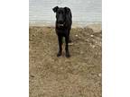 Adopt Kira a Black Doberman Pinscher / Mixed dog in Terrell, TX (37264305)