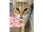 Adopt Karl a Domestic Shorthair / Mixed cat in Norman, OK (37267796)