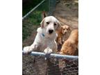 Adopt Chance a White Labrador Retriever / Mixed dog in Athens, TX (37267792)