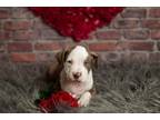 Adopt Vance a White - with Red, Golden, Orange or Chestnut American