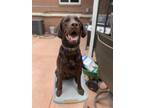Adopt Zuko a Brown/Chocolate Labrador Retriever / Mixed dog in Denver