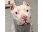 Adopt Zahra a American Pit Bull Terrier / Mixed dog in Des Moines, IA (37264346)