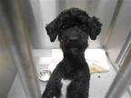 Adopt OREO a Black Poodle (Miniature) / Mixed dog in Tustin, CA (37267404)