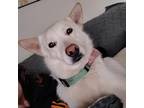 Adopt Dog a White - with Gray or Silver Shepherd (Unknown Type) / Mixed dog in