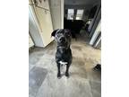 Adopt Copenhagen a Black Labrador Retriever / Mixed dog in Fayetteville