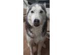 Adopt Leah Sky a White - with Black Husky / Mixed dog in Pleasanton