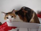 Adopt Chalupa a Calico or Dilute Calico American Shorthair / Mixed (medium coat)