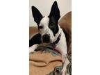 Adopt Fae a Black - with White American Pit Bull Terrier / Husky / Mixed dog in