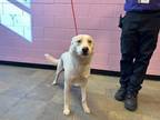 Adopt 52023054 a Tan/Yellow/Fawn Siberian Husky / Mixed dog in El Paso