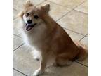 Adopt Lyra a Pomeranian / Mixed dog in Columbus, GA (37266984)