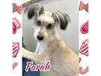 Adopt Farah a White - with Tan, Yellow or Fawn Mixed Breed (Medium) / Mixed dog
