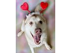Adopt Kona a Siberian Husky / Mixed dog in Napa, CA (37266930)