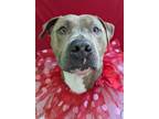 Adopt Jabba a American Pit Bull Terrier / Mixed dog in Lexington, KY (37266359)