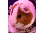 Adopt Boba a Guinea Pig small animal in Concord, NH (37266289)