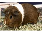 Adopt Milkshake a Guinea Pig small animal in Concord, NH (37266288)