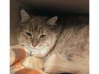 Adopt Garfield a Domestic Longhair / Mixed cat in Cornwall, ON (37266286)