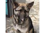 Adopt Darla a Brown/Chocolate German Shepherd Dog / Mixed dog in Delaware