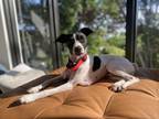 Adopt Salty a White - with Black Fox Terrier (Smooth) / Rat Terrier / Mixed dog