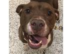 Adopt Zeus a Brown/Chocolate Mixed Breed (Large) / Mixed dog in Auburn