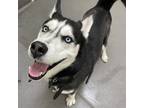 Adopt Zeus a Siberian Husky / Mixed dog in Des Moines, IA (37265717)