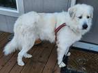 Adopt Dixie a White Great Pyrenees / Mixed dog in Chehalis, WA (37265268)