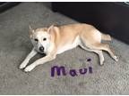 Adopt Maui a Tan/Yellow/Fawn - with White Australian Shepherd / Mixed dog in