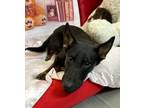Adopt Sierra Mist a German Shepherd Dog / Mixed dog in LAFAYETTE, LA (37265322)
