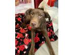 Adopt Hank a Labrador Retriever / Mixed dog in LAFAYETTE, LA (37265318)