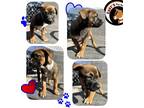 Adopt Riley a Tricolor (Tan/Brown & Black & White) Blue Heeler / Labrador