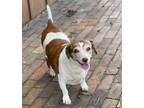 Adopt Bruiser a Dachshund / Mixed dog in Weston, FL (37265302)