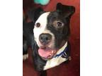 Adopt Pepe Peppercorn a Black - with White American Staffordshire Terrier /