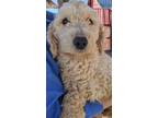 Adopt Funhouse a Goldendoodle dog in Windsor, CO (37265345)