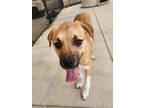 Adopt Ava a Great Pyrenees / Boxer / Mixed dog in Norman, OK (37265137)